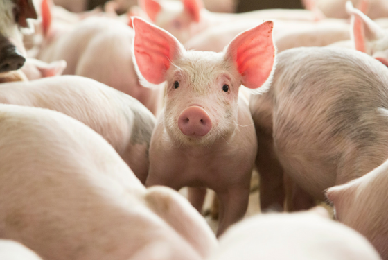 PigPhoto