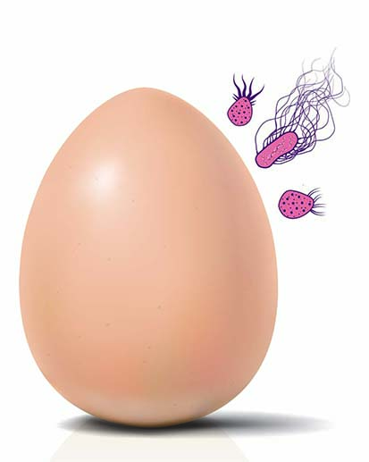 egg with bacteria on surface
